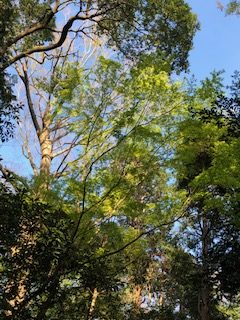 流山お諏訪さまの空