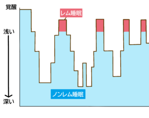 レム睡眠とノンレム睡眠